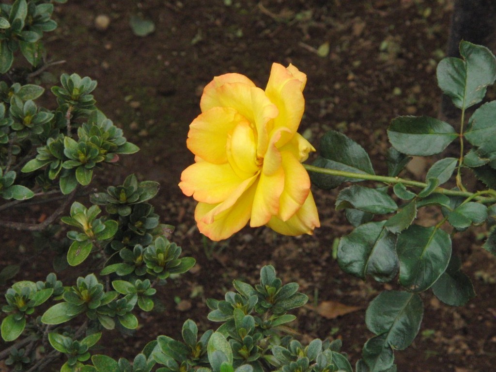 CIMG4696
