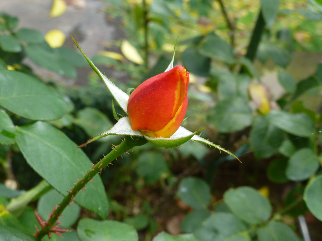 P1000781