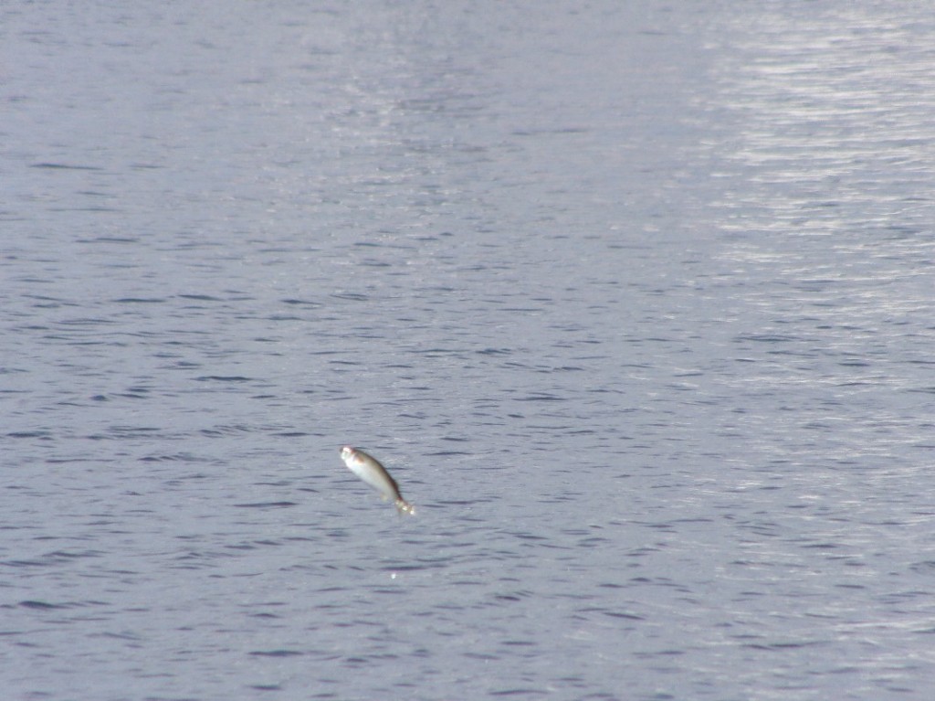 跳ねる魚