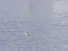 跳ねる魚