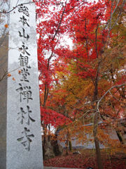 @永観堂