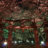 桜鳥居