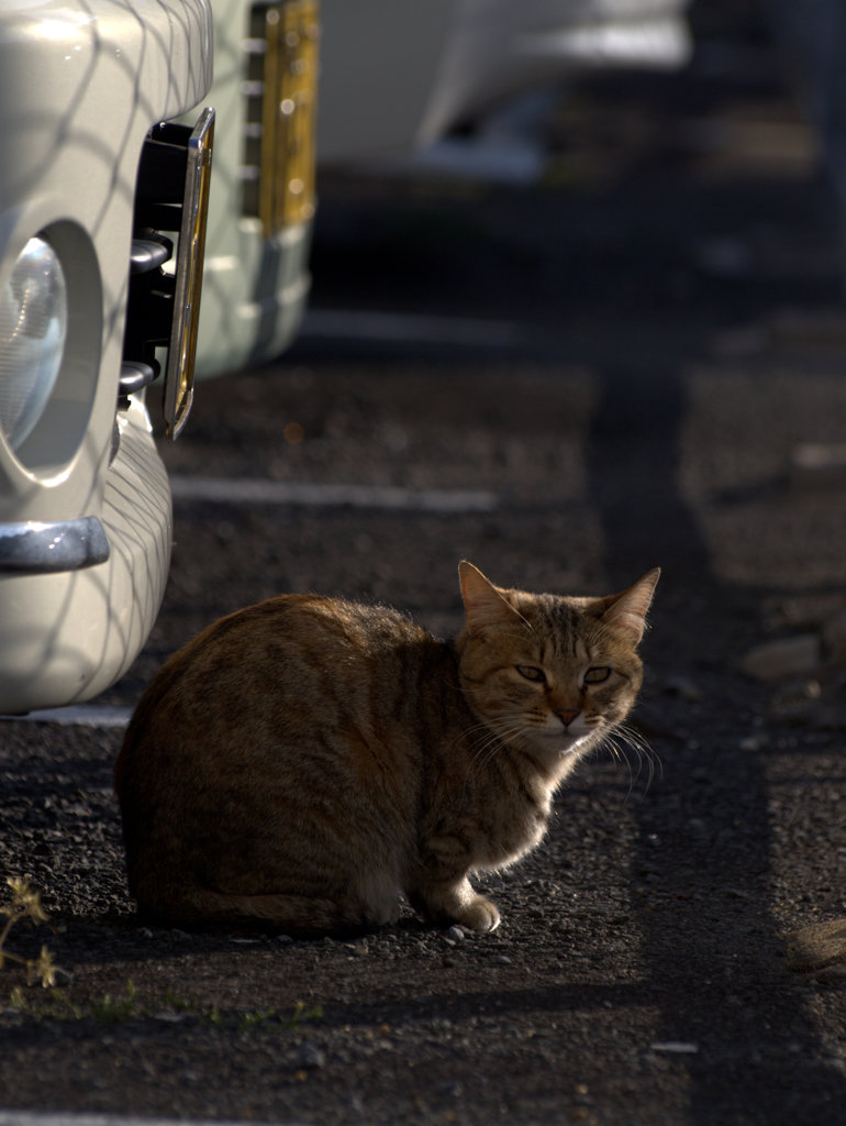 駐車場の猫