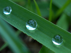 雨上がりの後