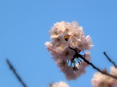 先端の桜