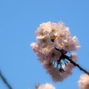 先端の桜