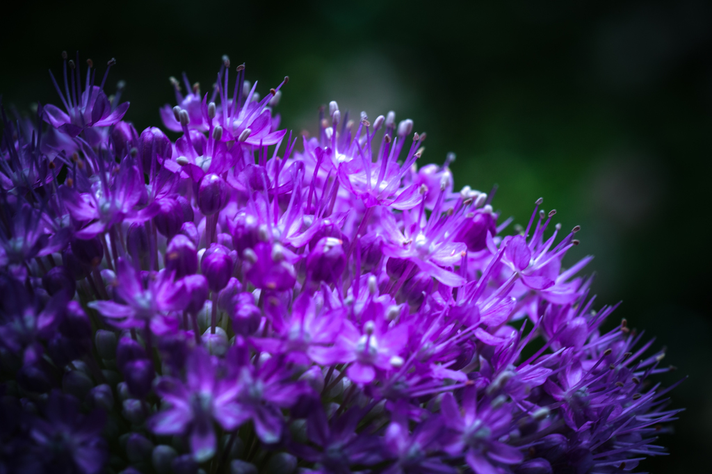 Allium Giganteum