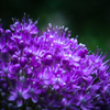 Allium Giganteum