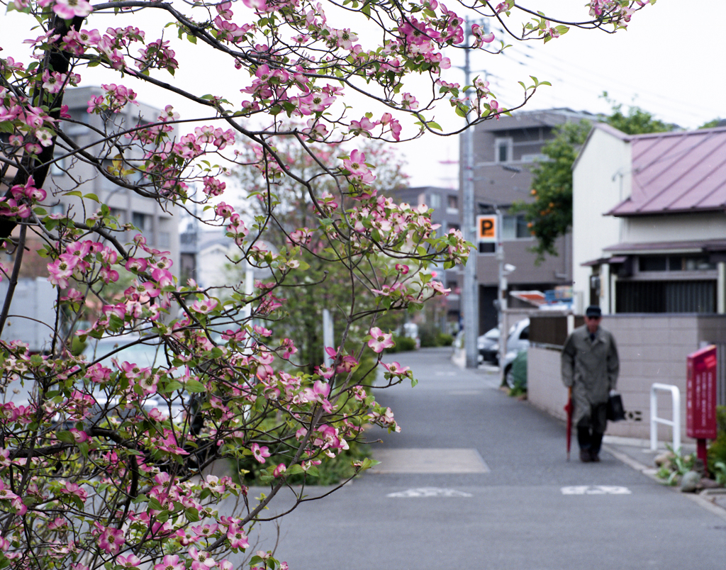 花を見つけに