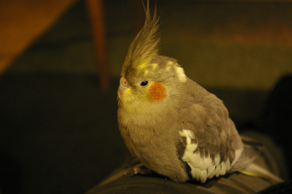眠い。。。