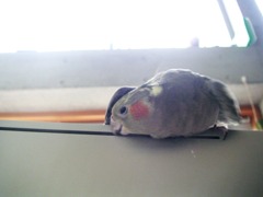 macさまー