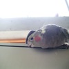 macさまー