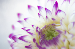 Dahlia