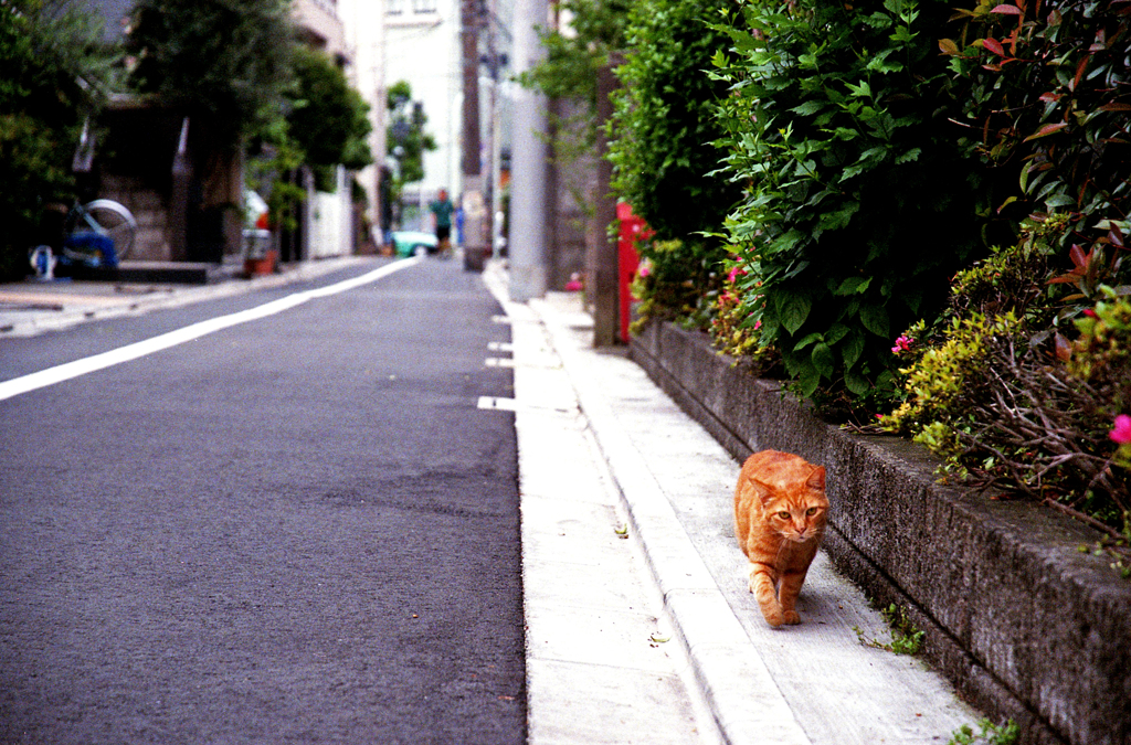 近所でネコ