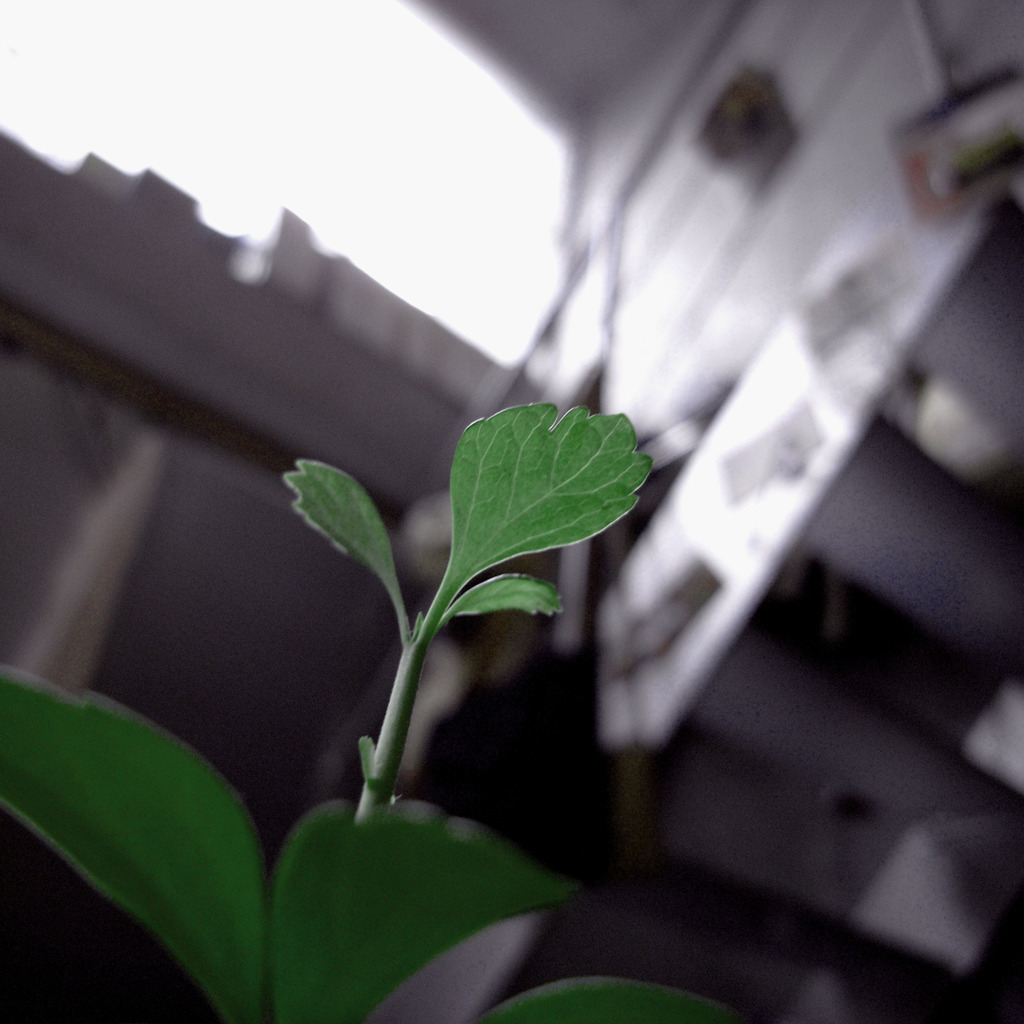 新芽がグングン