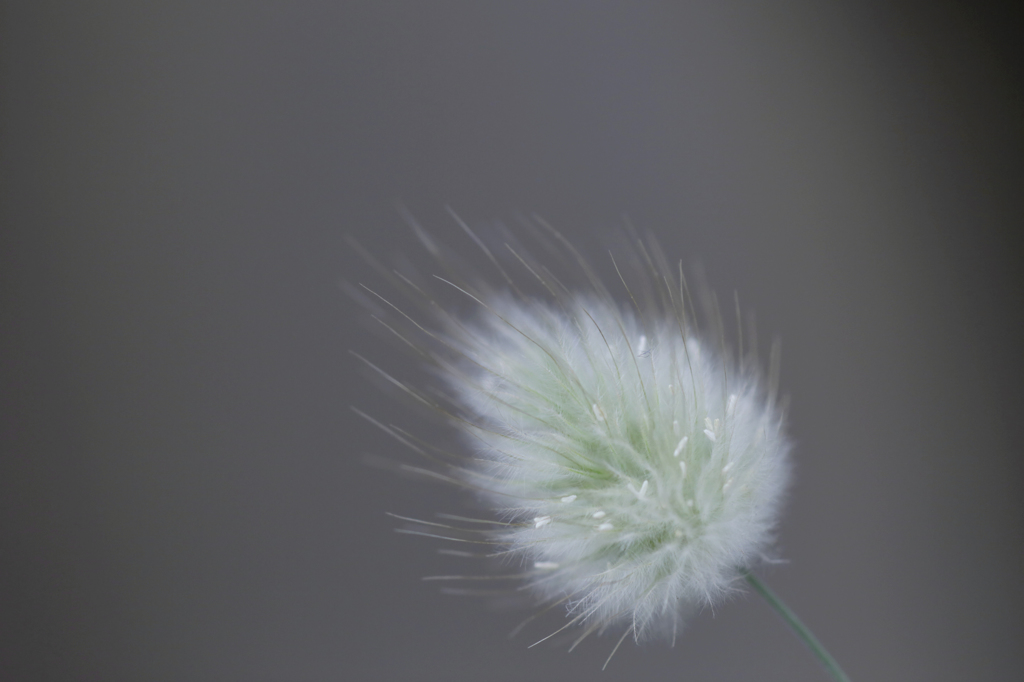Flower*******