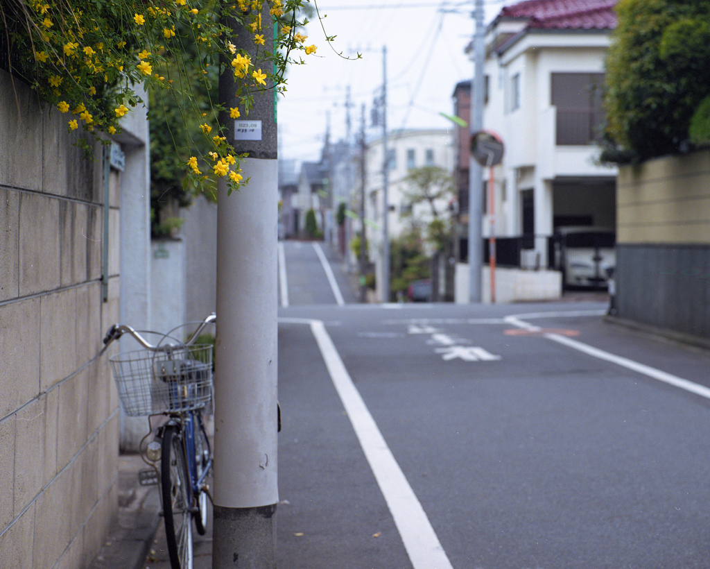 花を見つけに