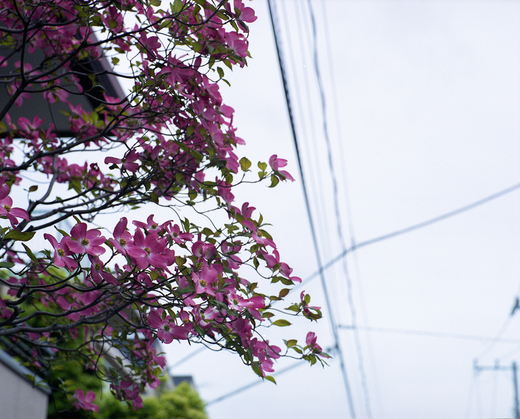 花を見つけに