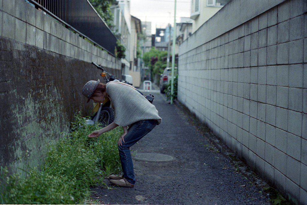 近所で野草観察