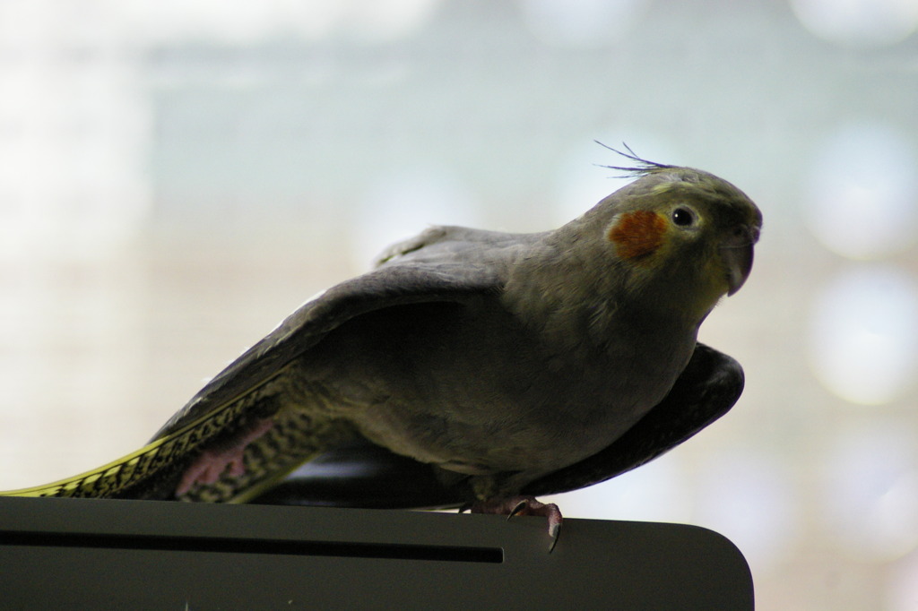 のびのびー