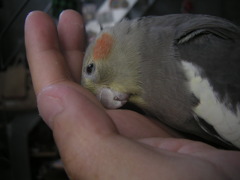 甘えん坊２