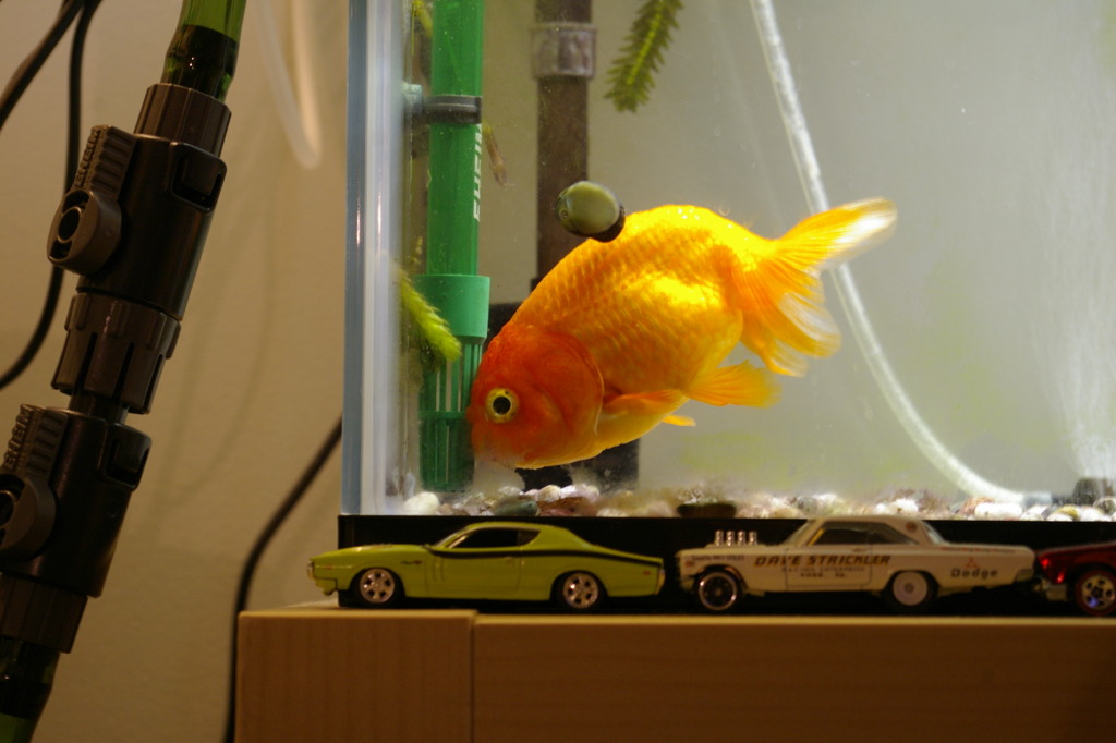 暴睡中のラン子