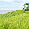 白米千枚田