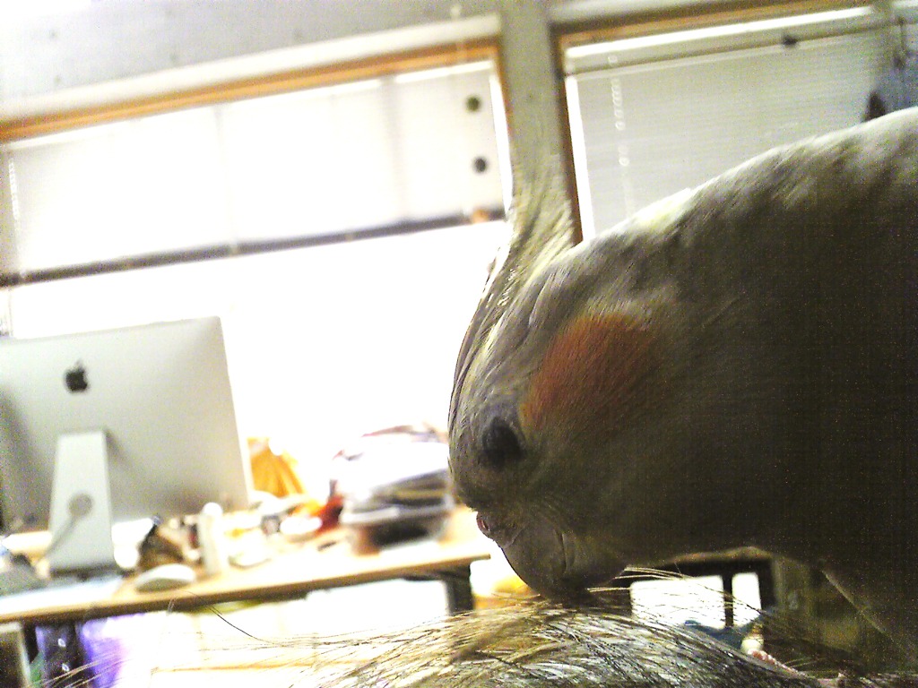オカメインコ
