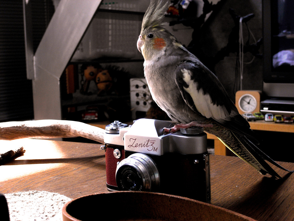 ZENIT3Mとインコ