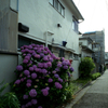 アパートとあじさい