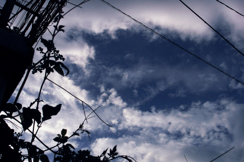 葉と空