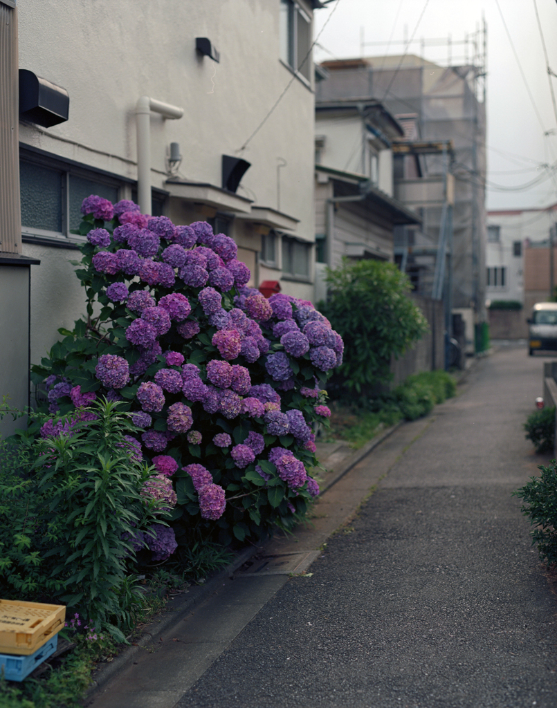67でアジサイ