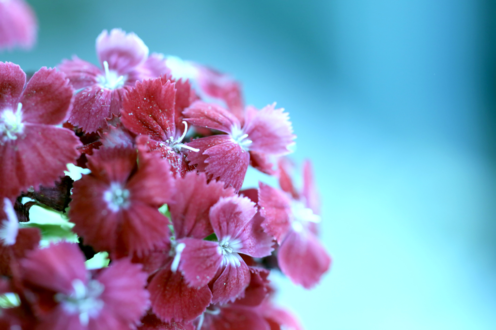 Flower*****