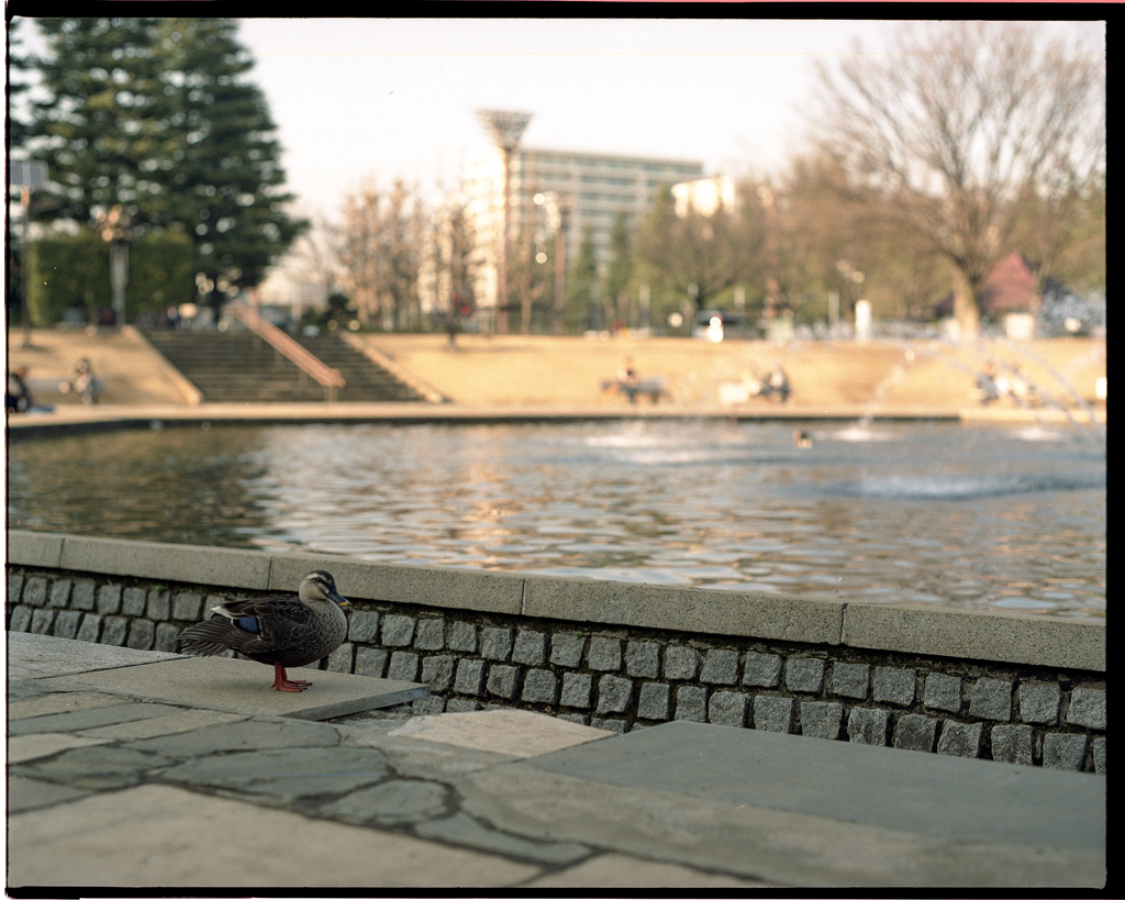 Duck