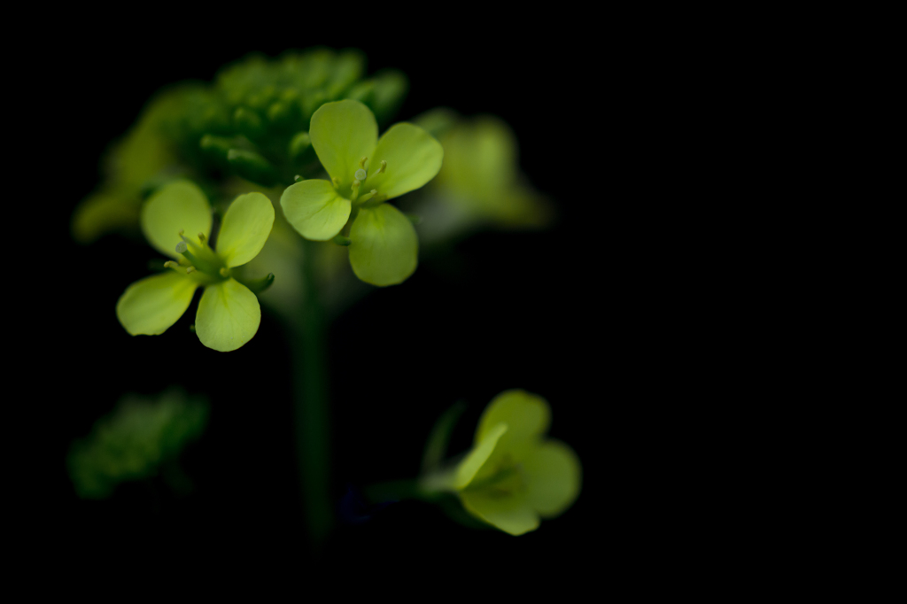 flor