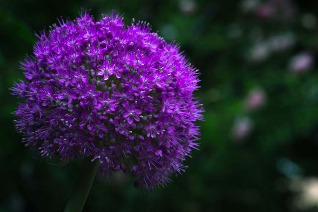 Allium Giganteum"