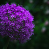 Allium Giganteum"