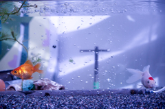 金魚