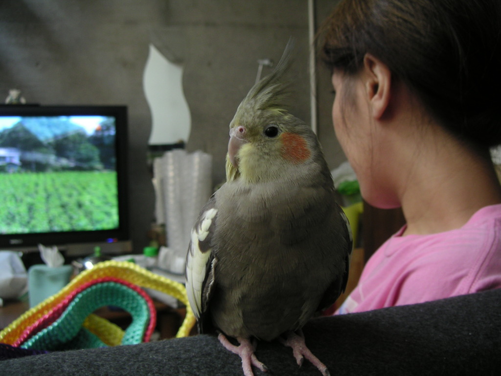 ポヨぉ