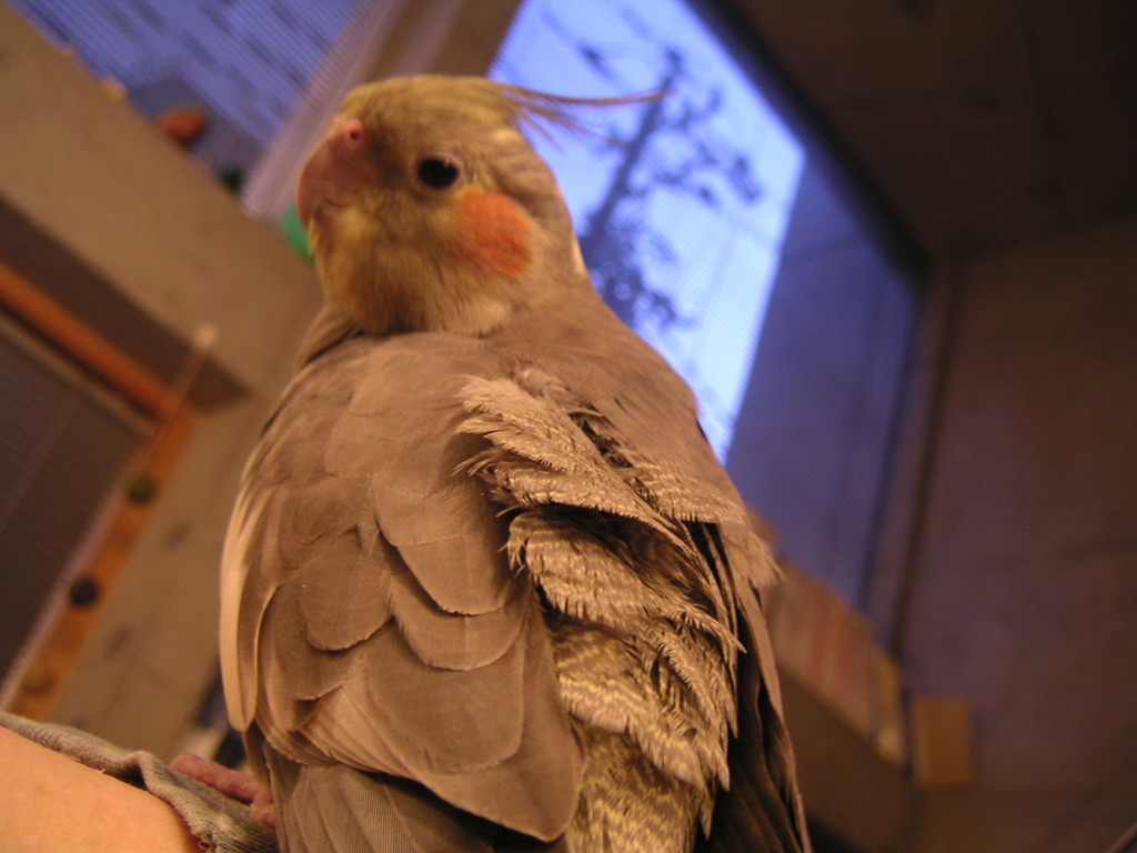 家の鳥