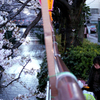 目黒川2