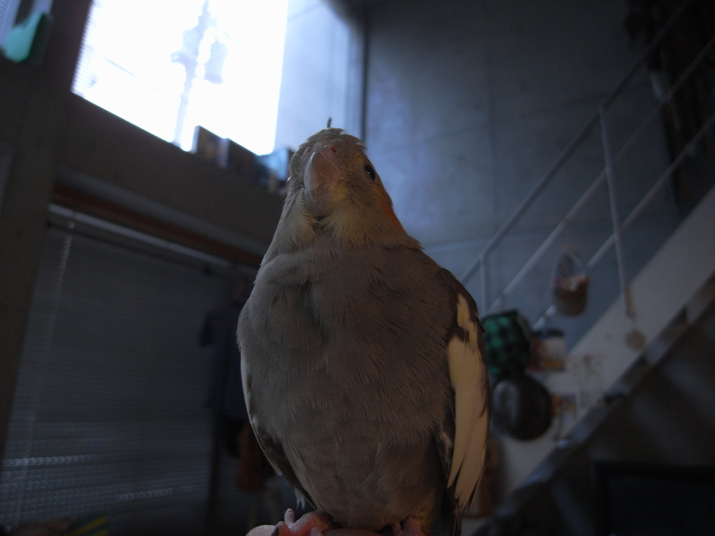 今日のにゃんにょ姫