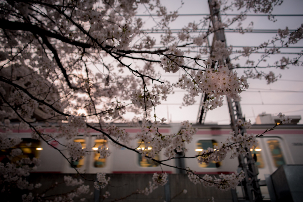 sakura