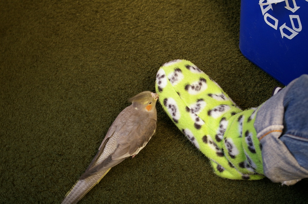 パンダブーツに