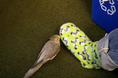 パンダブーツに