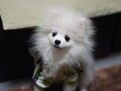 初ガッパ