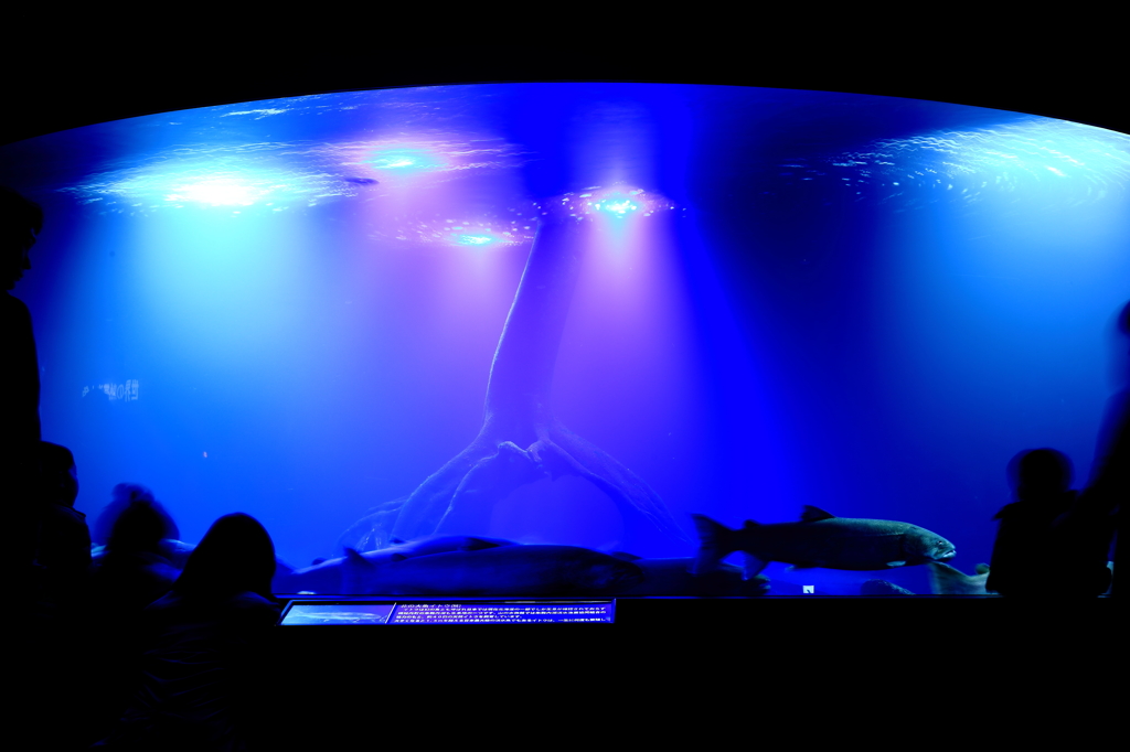 北の大地の水族館