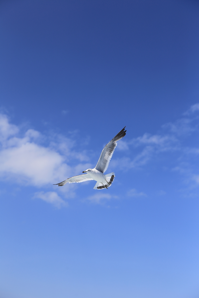 水中展望船ニューしゃこたん号8