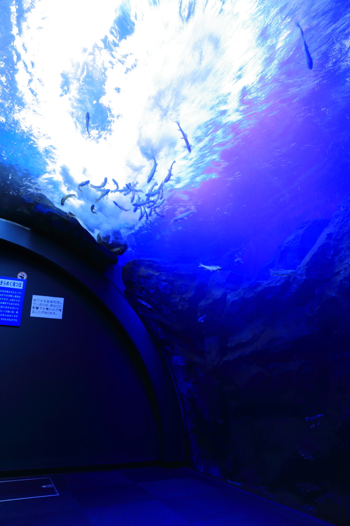 北の大地の水族館