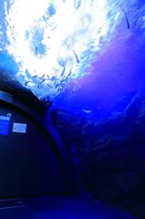 北の大地の水族館